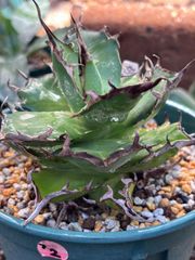 アガベ チタノタ 'ハデス'（Agave titanota 'Hades'）｜台湾《Dragon Agave産》、②