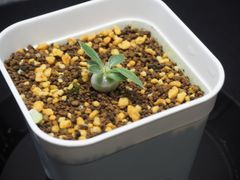 パキポディウム 恵比寿大黒 実生株｜ 塊根植物 コーデックス 現品