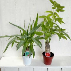ユッカ パキラ 2鉢セット 4号鉢　観葉植物 青年の木 発財樹 縁起物 インテリアグリーン 育てやすい 開運　セール