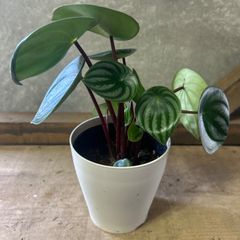 観葉植物　ペペロミア サンデルシー（スイカぺぺ）