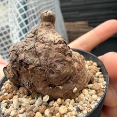 発芽Stephania nova kaweesakii ステファニア　ノヴァレア種 塊根植物　発根管理中