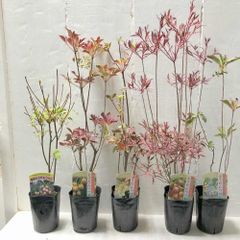 ドウダンツツジ 3，5号ポット5ポットセット 処分特価 更紗ドウダン 庭木 紅葉 花木 苗 ガーデニング まとめ買いセール現品