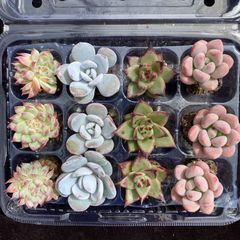 新入荷 15種類105苗セット 鮮やかなセット 土と根付き 多肉植物