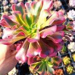 多肉植物 エケベリア シャビアナペレグリナ 実生 抜き苗 - メルカリ