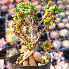 多肉植物 エケベリア シャビアナペレグリナ 実生 抜き苗 - メルカリ
