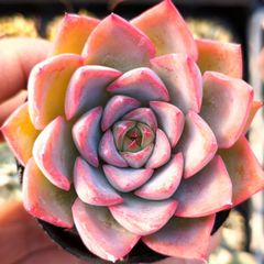 多肉植物 エケベリア シャビアナペレグリナ 実生 抜き苗 - メルカリ