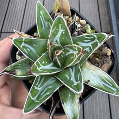 アガベ アメリカーナ 華厳 2株セット - メルカリ