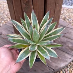 アガベ アメリカーナ 華厳 2株セット - メルカリ