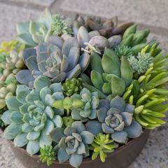 多肉植物 カット苗 秋☆寄せ植えセット③ 8.5センチ缶 - メルカリ