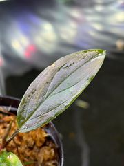カミハタ便　ブセファランドラ sp ダイヤモンドダスト ⑵ 特価 ブセファランドラ sp. ダイヤモンドダスト【カミハタ】 - メルカリ
