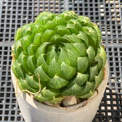 新入荷｜送料込】多肉植物 ハオルチア 小米雪 ポコ多肉の韓国苗