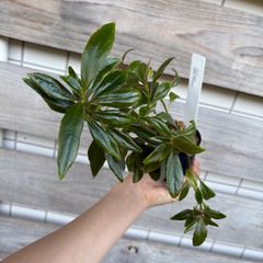 P. Flamenco（hillii x coronarium）TC フラメンコ - メルカリ