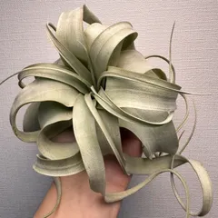 【月に一度の感謝祭開催中】③Xerographica"Long Leaf"希少なロングリーフ［現品］チランジア エアプラ アウトレット