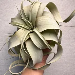【月に一度の感謝祭開催中】⑤Xerographica"Long Leaf"希少なロングリーフ［現品］チランジア エアプラ｜在庫あり