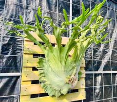 P. Flamenco（hillii x coronarium）TC フラメンコ - メルカリ