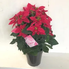 【即納】プリンセチア ジャドール 高さ約40cm  5号鉢　クリスマス 鉢花 赤