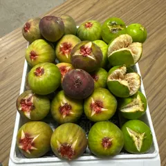 訳あり　未熟イチジク　加工用　2種セット　② クール便　広島県産 セール