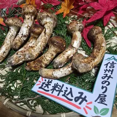 【期間限定】【予約販売】10/22発送300g　国産長野　信州産　松茸【ひらき、中ひらき】【送料込み】　希少な天然松茸