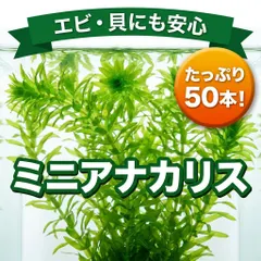 【期間限定】【徹底処理で安心】無農薬ミニアナカリス50本 スネール対策済 メダカ 金魚 水草