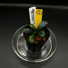 ② Bucephalandra sp. "Kapit"  LC Chan便 2011.12｜在庫あり