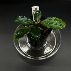 【送料無料】Bucephalandra sp. "Sekadau Hulu"  LC Chan便 2011.12