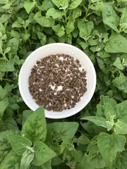【激安】つる菜の種(2026年10月採種) 10g(140粒ぐらい)