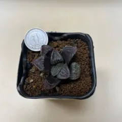 中古 多肉植物　ハオルチア  魔界　抜き苗　根付き 即納