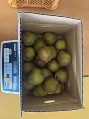 期間限定山形県産Mサイズラフランス4.5kg 新着