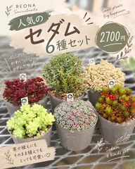 人気のセダム6種セット 寄せ植え 多肉植物｜在庫あり