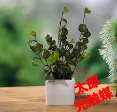 【即納】光触媒　人工観葉植物　ウォールグリーン　フェイクグリーン　ベンジャミンバロックw@@