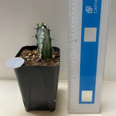 多肉植物　ユーフォルビア　氷河(レア)  抜き苗　根付き セール
