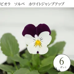 生産者直送♪　【６ポットセット】ビオラ　ソルベ　ホワイトジャンプアップ　　苗　セット　まとめ売り　花苗 大量　花壇苗　ビ｜在庫あり