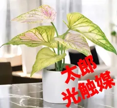 光触媒　人工観葉植物　フェイクグリーン　アンスリウムリーフ（ポット付）@@ アウトレット