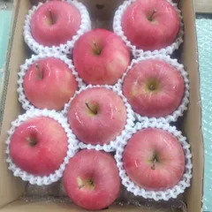 中古 早生ふじりんご9玉 即納
