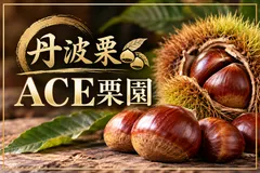【即納】丹波栗　真ん中　平栗のみ　1kg