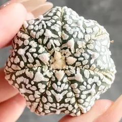 A9638◆数量限定◆ スーパー兜 Vタイプ サボテン 送料無料