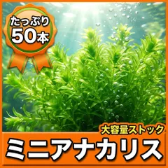 【ストック用50本】無農薬ミニアナカリス スネール対策済 金魚 メダカ 水草｜在庫あり