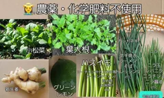 農薬・化学肥料不使用　路地栽培　お野菜詰め合わせ　宅急便発送 セール