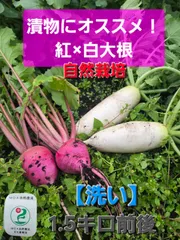 【期間限定】自然栽培紅×白大根【洗い、クール便】1.5キロ前後