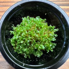 【月に一度の感謝祭開催中】P.willinckii OMG 前葉体［育成ガイド付］ビカクシダ ウィリンキー 新着