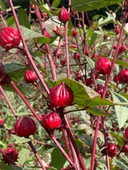 広葉ローゼル　４kg   80cm箱　メルカリ便 セール