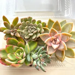 【即納】多肉植物 大きめカット苗入り　ミックス 寄せ植え用 お買い得セット