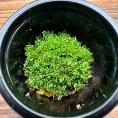 【月に一度の感謝祭開催中】Bogor mr suddan 前葉体［胞子培養育成ガイド付］ビカクシダ コウモリラン｜在庫あり