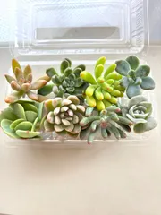 多肉植物 カット苗 おまかせセット 寄せ植え用 お買い得｜在庫あり
