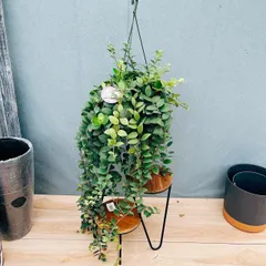 【期間限定】［現品］A92  エスキナンサス　ラディカンス　5号　観葉植物　室内　吊り下げ　ハンギング　吊り鉢　おしゃれ