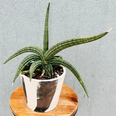 【即納】［現品］【希少】サンスベリア　パテンス　斑入り　観葉植物　室内　レア　多肉植物　サンセベリア　マーブル鉢