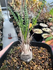 ペラルゴニウム・ラパセウム Pelargonium rapaceum 種子10粒 (2026年4月採取) 新着