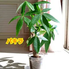 【激安】パキラ☆観葉植物☆鉢植え☆鉢を含めた高さ３８cmぐらい☆初心者にもお勧めです◎