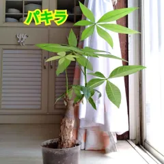 パキラ☆観葉植物☆鉢植え☆鉢を含めた高さ４８cmぐらい☆初心者にもお勧めです◎ セール