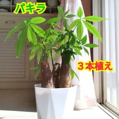 【即納】パキラ３本植え☆観葉植物☆鉢を含め高さ４５cmぐらい☆幹の太さ約４〜５cmぐらい